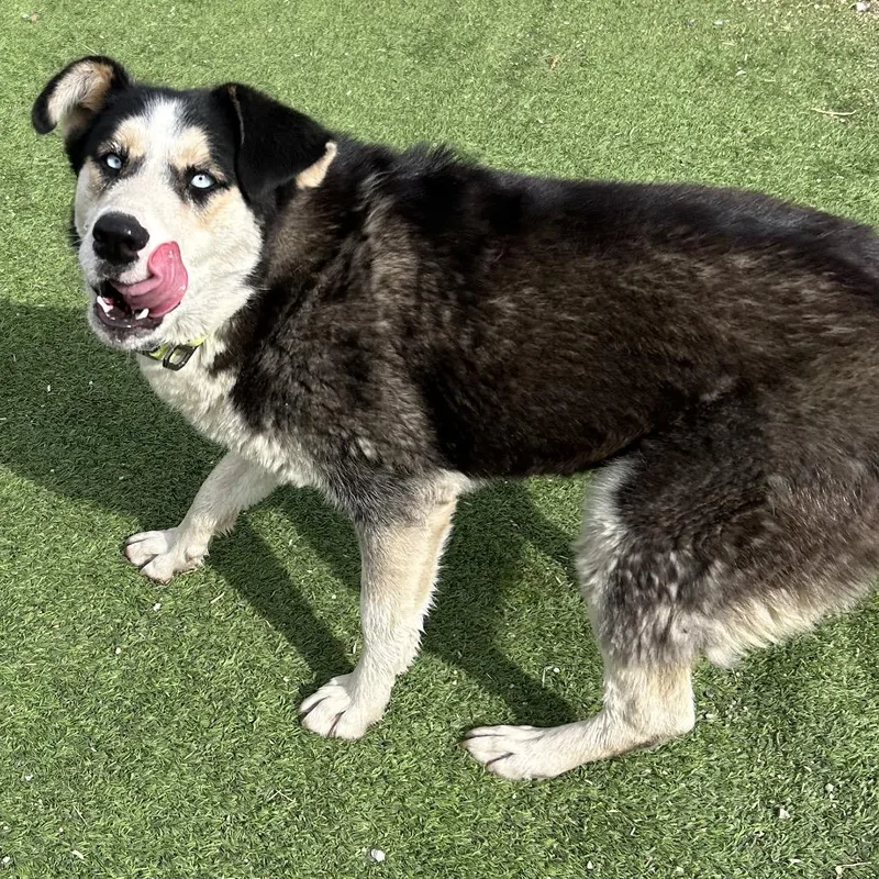 Nesta Smart Dog Alert! thumbnail 3