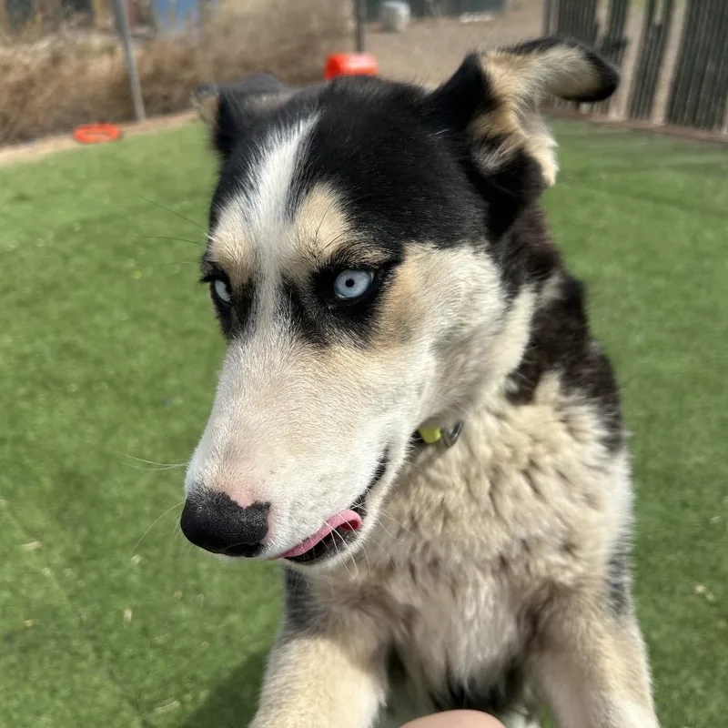 Nesta Smart Dog Alert! thumbnail 4