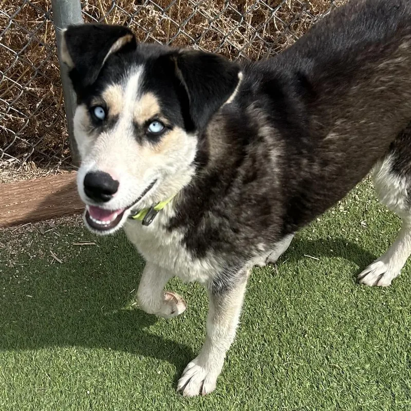 Nesta Smart Dog Alert! thumbnail 6