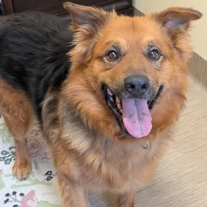 Rufus