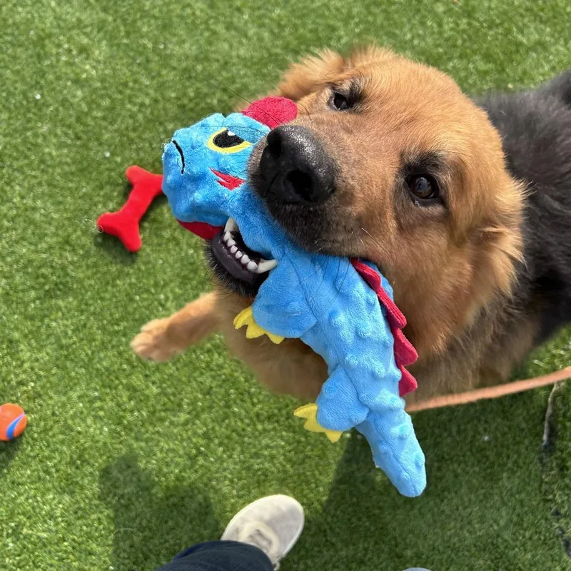 Rufus thumbnail 2