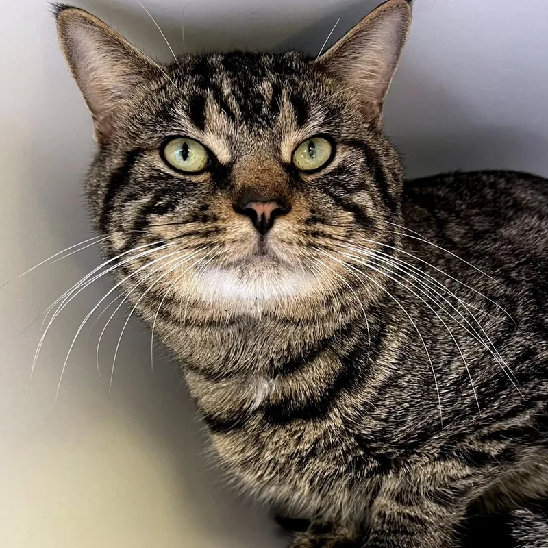An adult medium-sized male Brown / Chocolate Domestic Short Hair cat named Cleveland for adoption in Newark, NJ