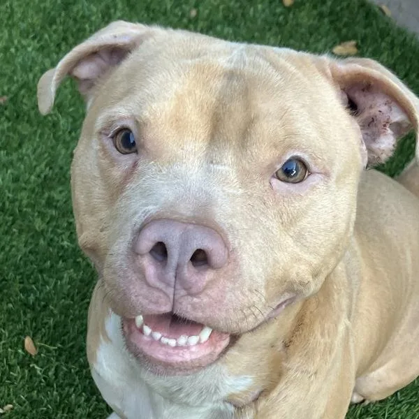 An adult medium-sized female Pit Bull Terrier dog named Nani for adoption in San Diego, CA