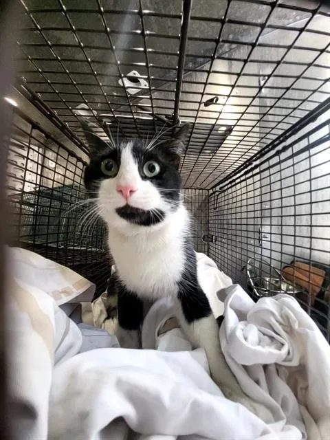 An adult small-sized male Domestic Short Hair cat named Tudor for adoption in San Antonio, TX