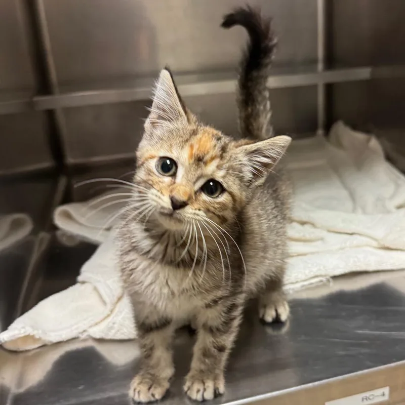 A baby small-sized female Brown / Chocolate Domestic Short Hair cat named Sugar Cookie: Visit me for adoption in Bristol, IN