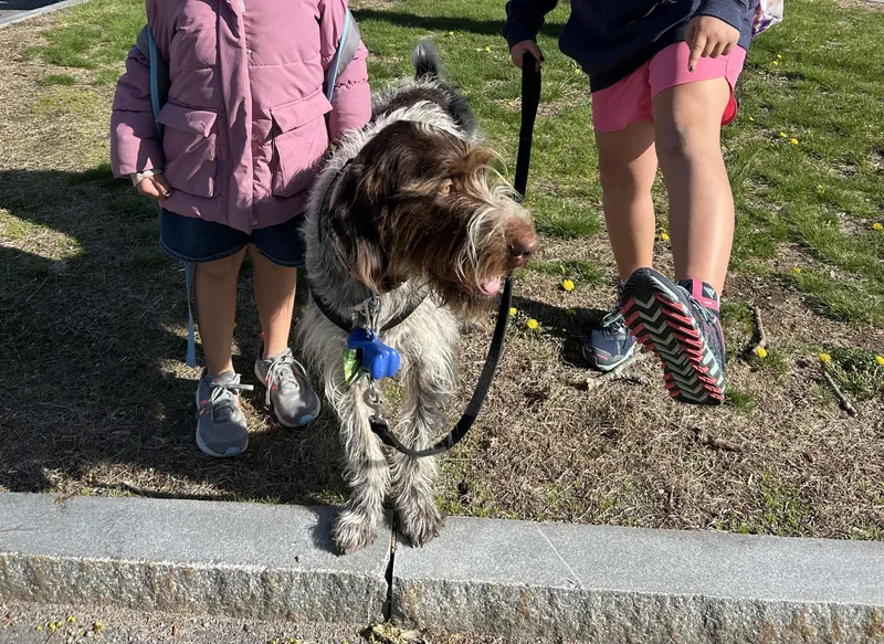An adult large-sized male German Wirehaired Pointer dog named Bounce Odin for adoption in Chelmsford, MA