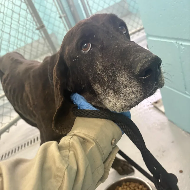 An adult medium-sized female Black Hound dog named Annie for adoption in Elberon, VA
