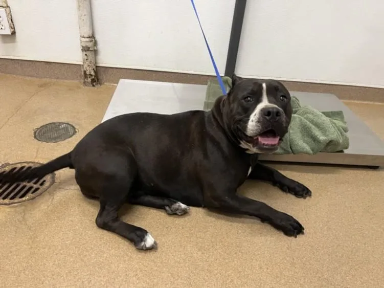 An adult large-sized female Pit Bull Terrier dog named Onyx for adoption in Hayward, CA