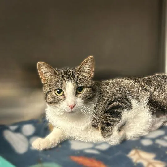 An adult medium-sized female Domestic Short Hair cat named Tito for adoption in Davenport, IA