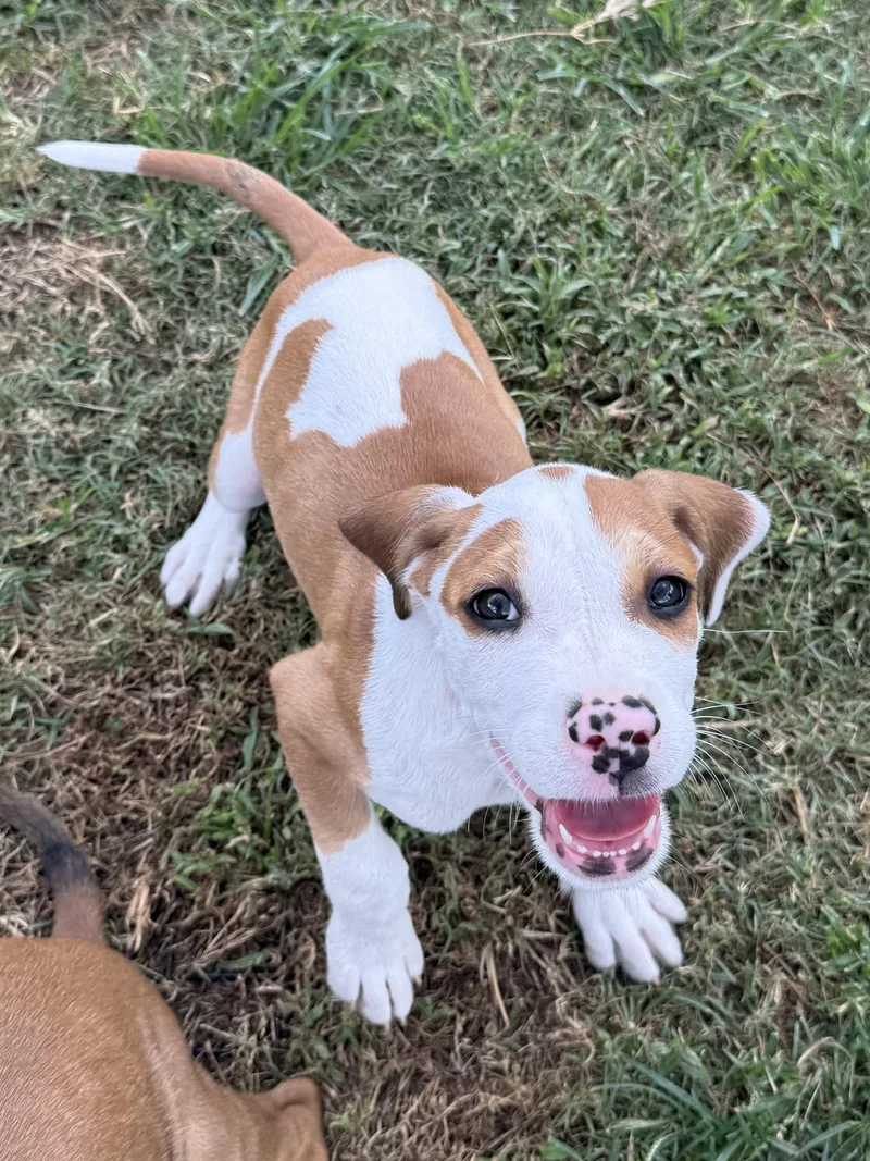A baby medium-sized male Apricot / Beige Terrier dog named Robert for adoption in Seale, AL