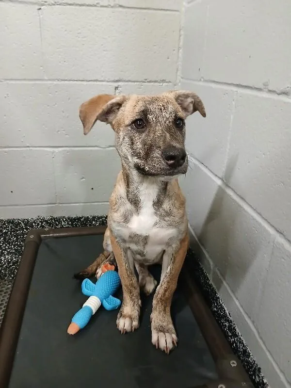 A young medium-sized female Brindle Mixed Breed dog named Macie for adoption in Jackson, TN