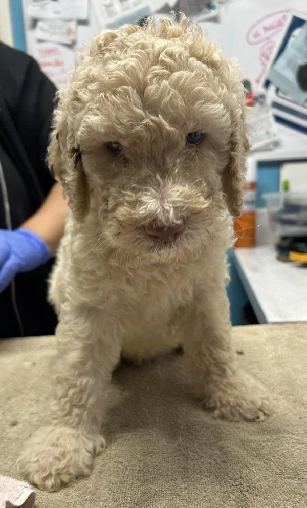 A baby small-sized male Standard Poodle dog named Pongo for adoption in Oceanside, CA