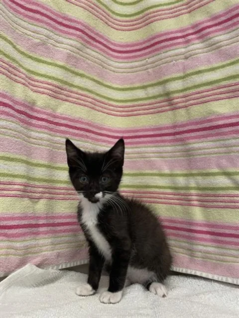 A baby small-sized male Domestic Short Hair cat named Sushi for adoption in San Jose, CA