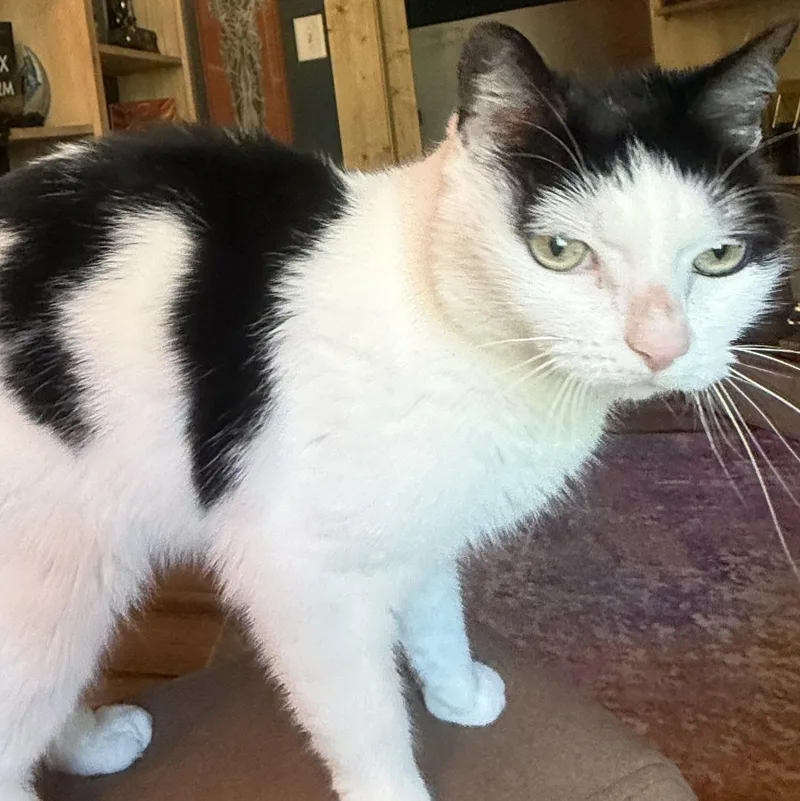 An adult medium-sized female Black & White / Tuxedo Domestic Short Hair cat named Baby Cat for adoption in Denver, NC
