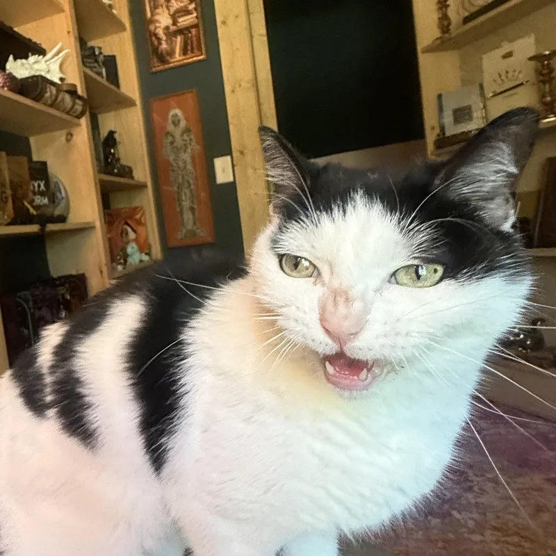Baby Cat thumbnail 2