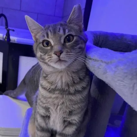 Fancy And Sasha thumbnail 2