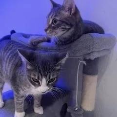 Fancy And Sasha thumbnail 4