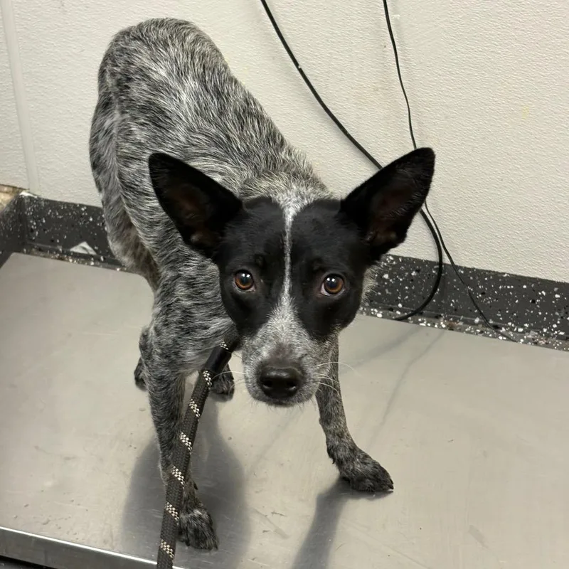 A young medium-sized female Black Mixed Breed dog named Sky for adoption in Columbiana, AL