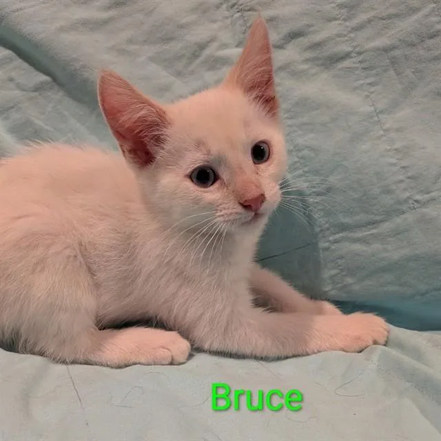 A baby small-sized male Domestic Short Hair cat named Bruce for adoption in Auburn, CA