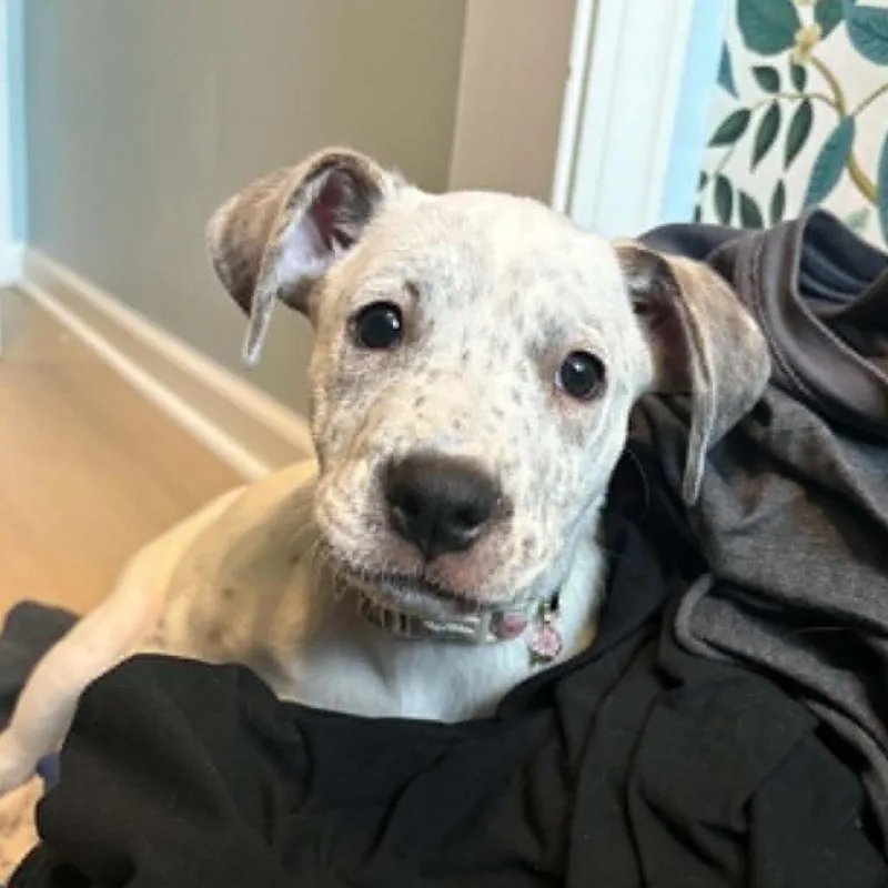 Ellie