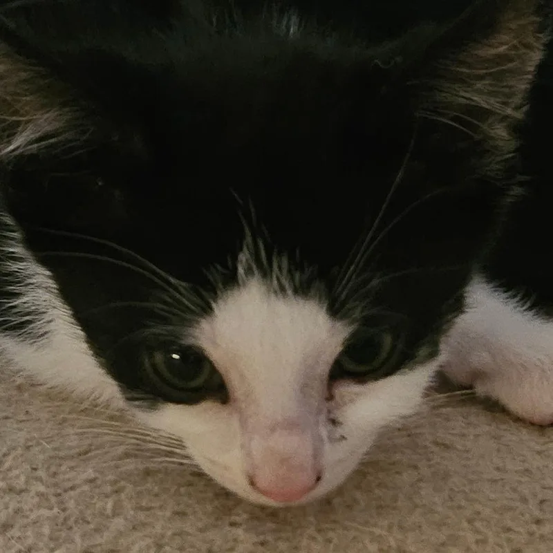 A baby small-sized male Black Domestic Short Hair cat named Chewy for adoption in Huntsville, AL