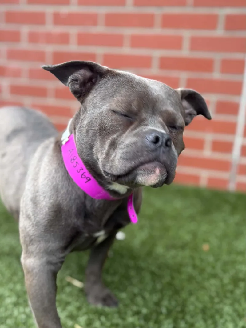 An adult medium-sized female American Bulldog dog named Hattie for adoption in Oxford, MI