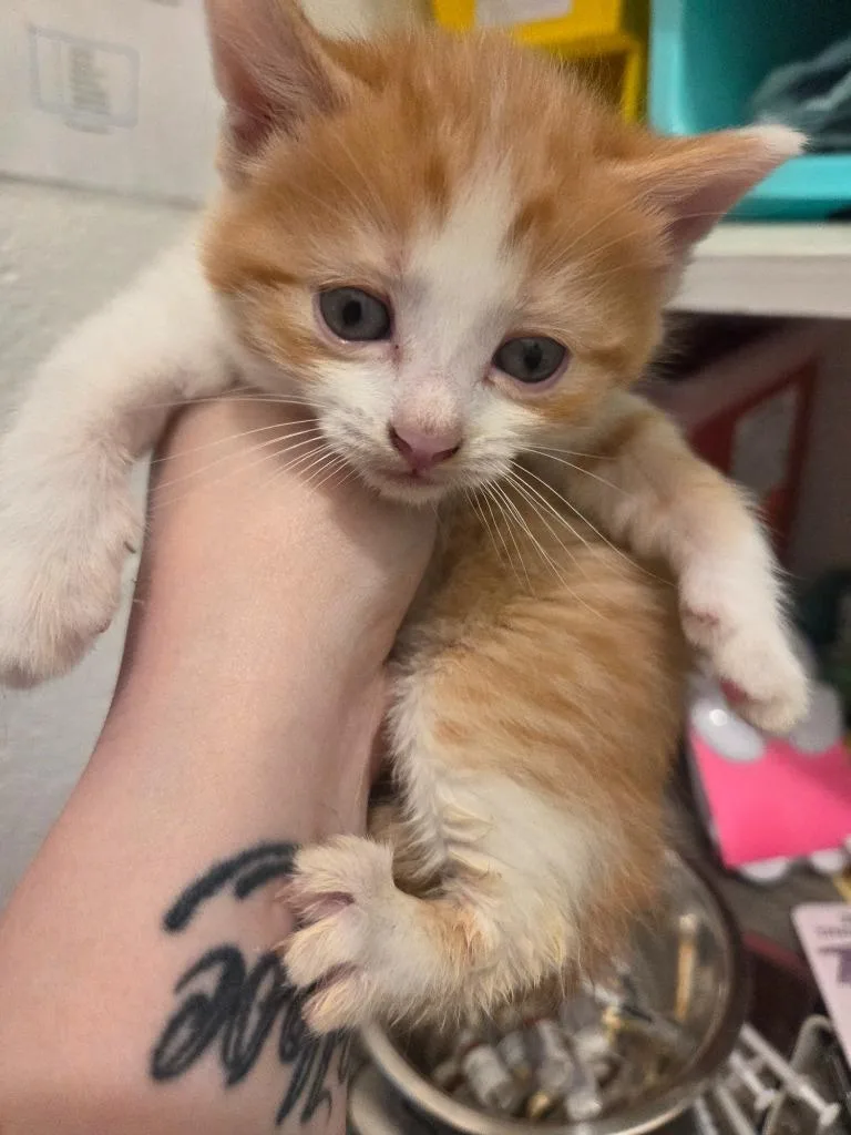 A baby medium-sized female Domestic Short Hair cat named Bella for adoption in Johnson City, TN
