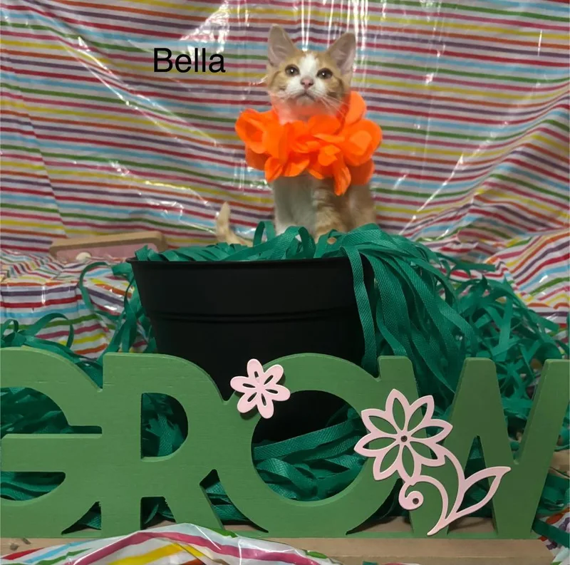 Bella thumbnail 2