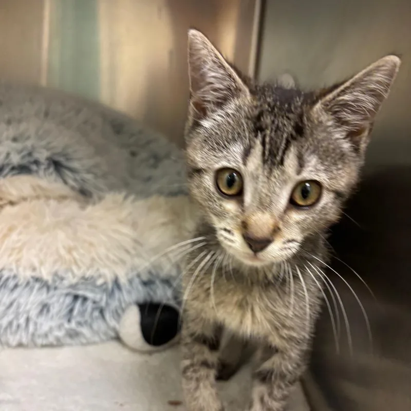 A baby small-sized female Domestic Short Hair cat named Claire for adoption in South Burlington, VT