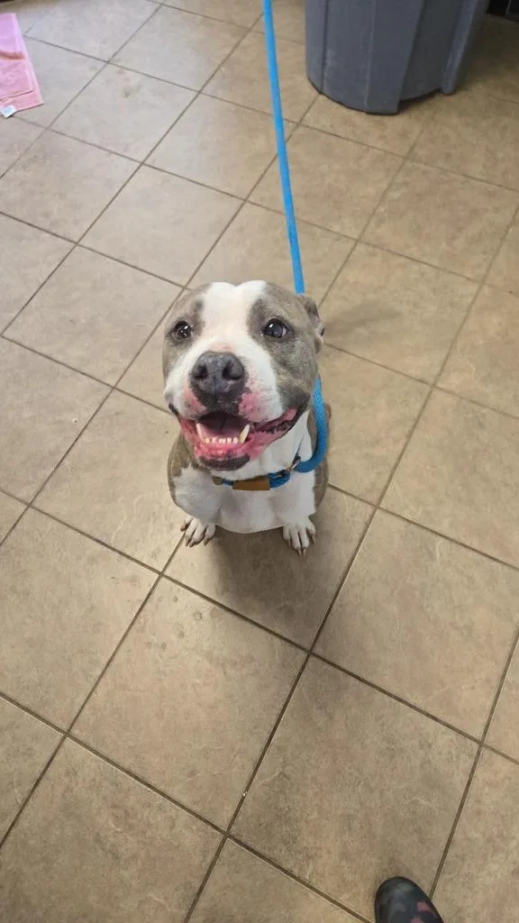 A young medium-sized female Pit Bull Terrier dog named Unknown Newmans Cardington for adoption in Marion, OH