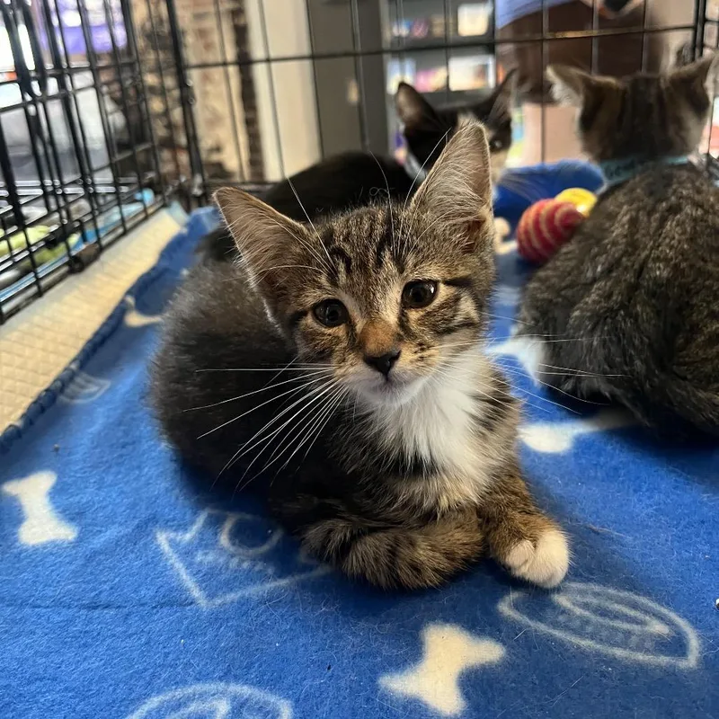 A baby small-sized male Brown / Chocolate Domestic Short Hair cat named Pete for adoption in Pasadena , MD