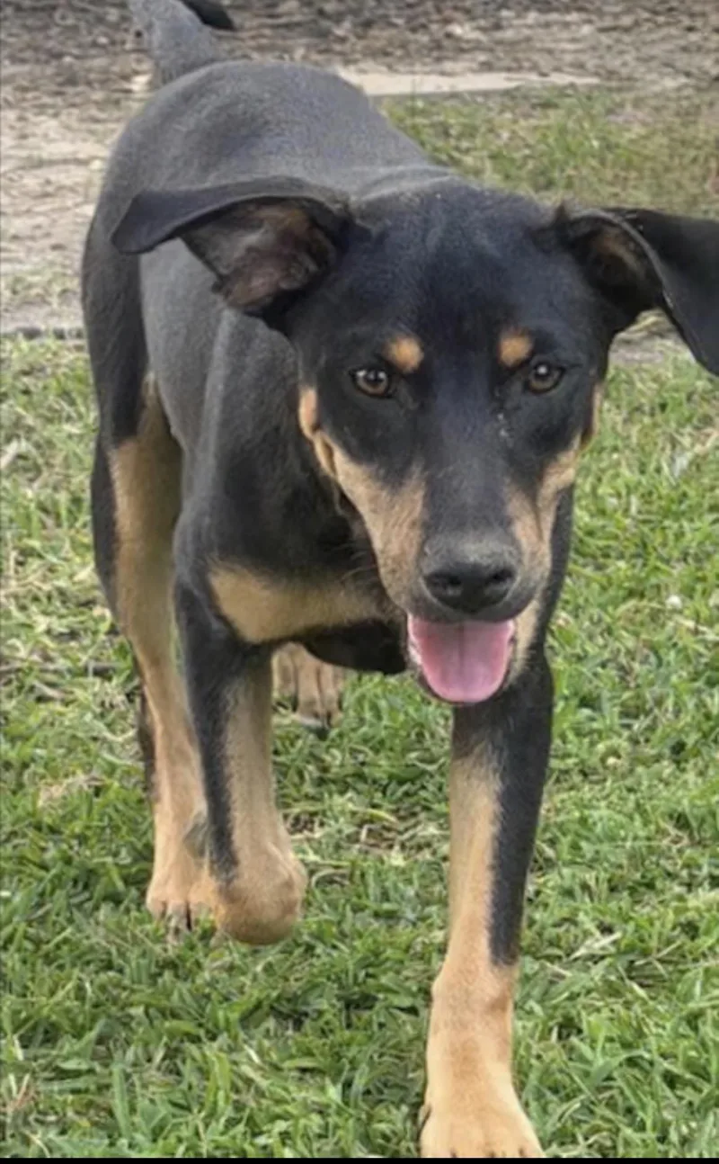 A young medium-sized female Black Doberman Pinscher dog named Willow for adoption in Watertown, CT