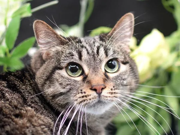 An adult small-sized female Domestic Short Hair cat named Canyon for adoption in Portland, OR