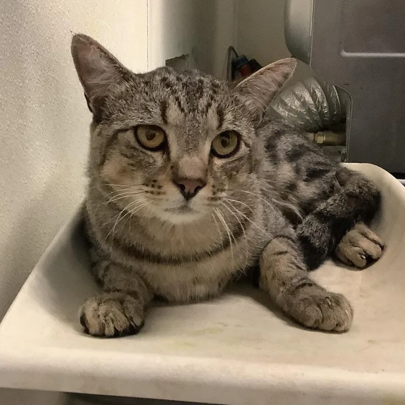 An adult medium-sized male Brown / Chocolate Domestic Short Hair cat named Patroclus for adoption in Hawthorne, CA