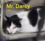 An adult medium-sized male Black Domestic Short Hair cat named Mr. Darcy for adoption in Moline, IL