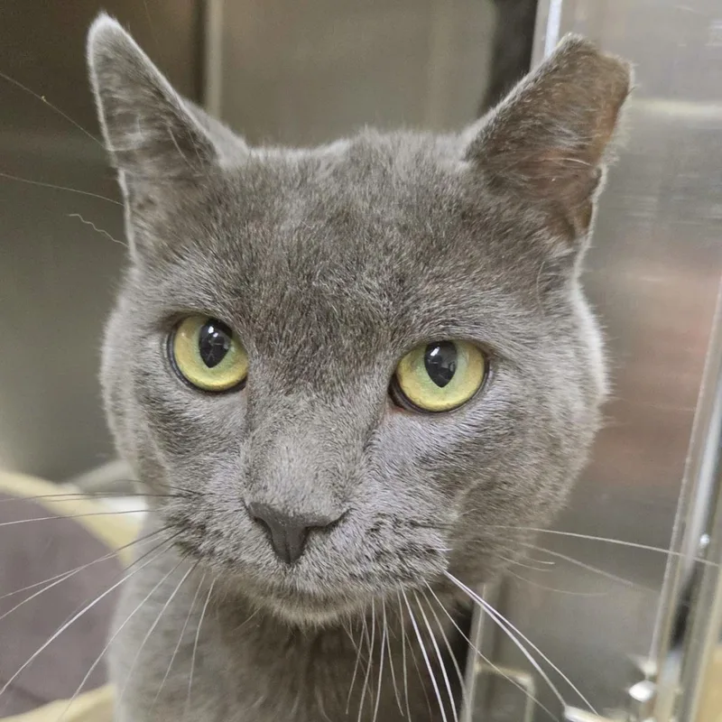 An adult large-sized male Domestic Short Hair cat named Puddle for adoption in Plover, WI