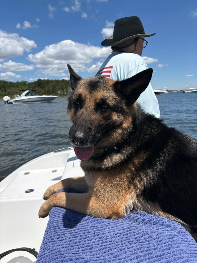 A young large-sized male German Shepherd Dog dog named Bruno for adoption in New Rochelle, NY