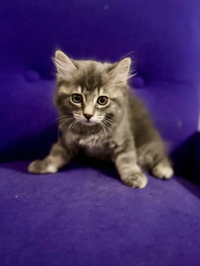 A young medium-sized female Gray / Blue / Silver Maine Coon cat named Maple for adoption in Nashville, TN