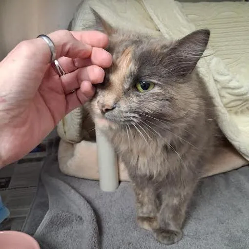 An adult medium-sized female Tortoiseshell Domestic Long Hair cat named Farrah for adoption in Springfield, MA