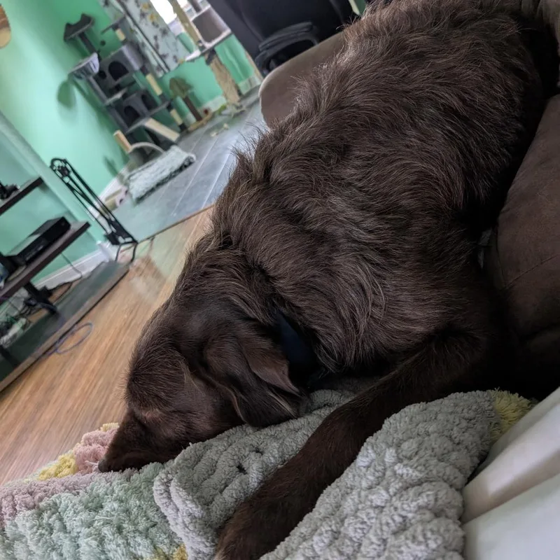 Hank  Home To thumbnail 2