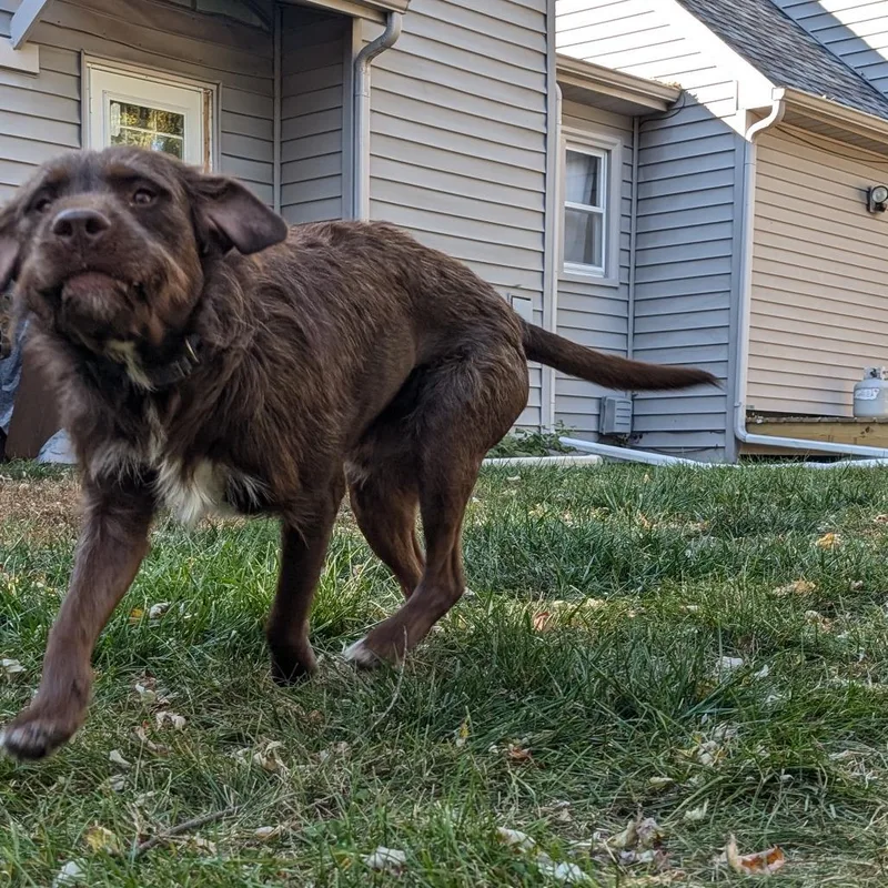 Hank  Home To thumbnail 3