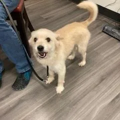 An adult medium-sized male Yellow / Tan / Blond / Fawn Terrier dog named YORKStray for adoption in York, PA