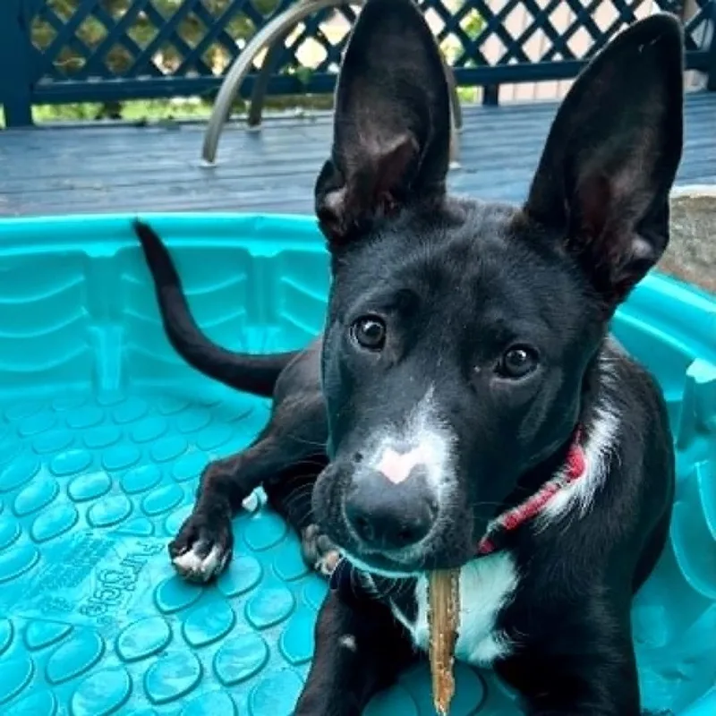 A young medium-sized male Black Labrador Retriever dog named Tux for adoption in Olathe, KS