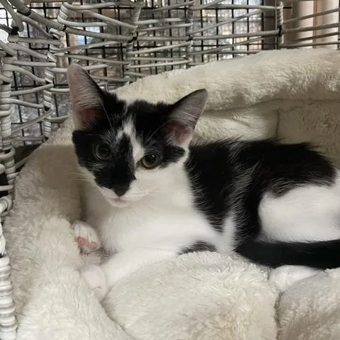 A baby medium-sized female Black & White / Tuxedo Domestic Short Hair cat named Belle for adoption in Los Angeles, CA