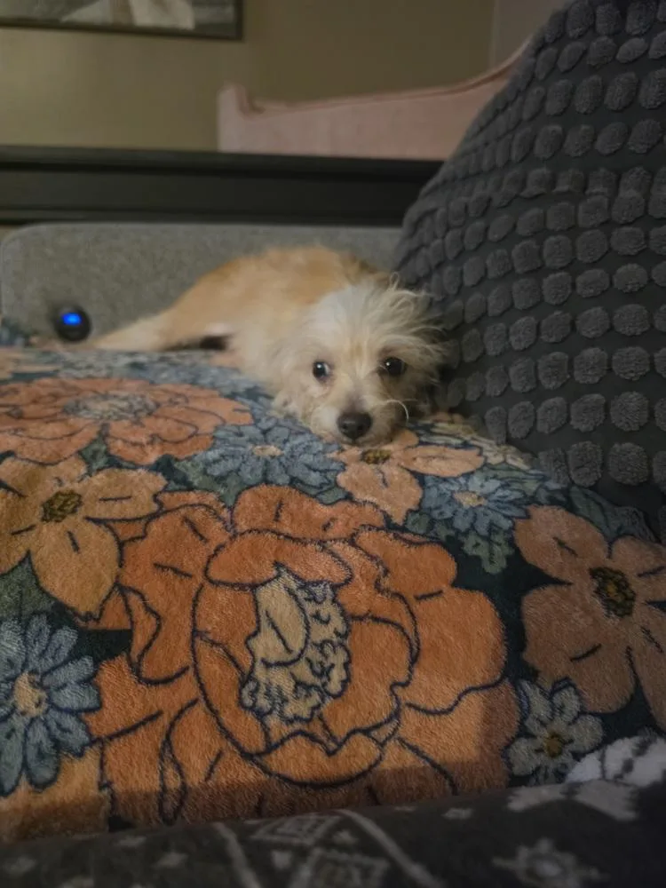 A baby small-sized male Wheaten Terrier dog named Norm for adoption in Plymouth, MI