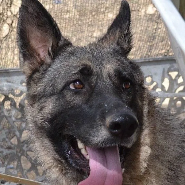 An adult large-sized female Black German Shepherd Dog dog named Ava for adoption in Round Rock, TX