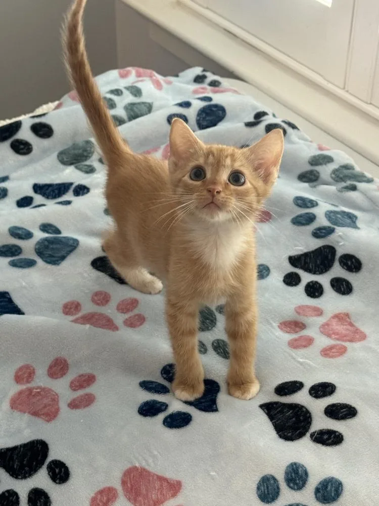 A baby small-sized male Domestic Short Hair cat named Ezra for adoption in Emerald Isle, NC