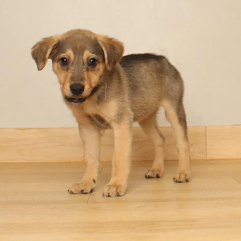 A baby small-sized female Labrador Retriever dog named Ginger D for adoption in Minnetonka, MN