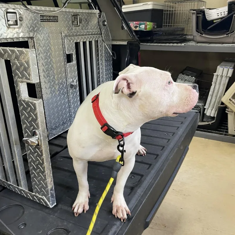 An adult medium-sized female White / Cream Mixed Breed dog named Dot for adoption in Winston-Salem, NC