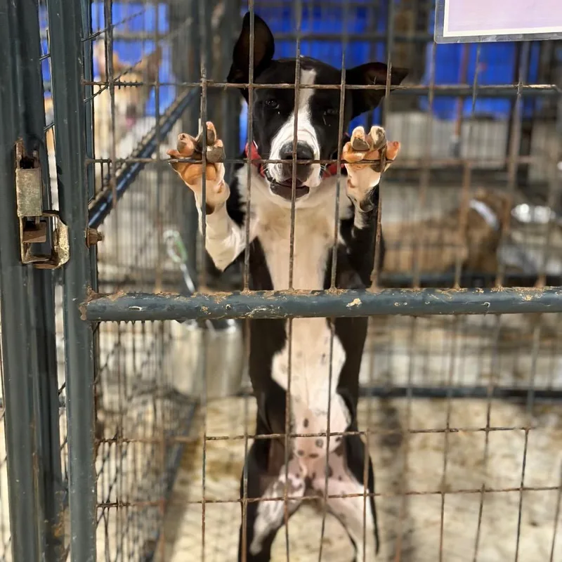 A young small-sized female Terrier dog named Piggy for adoption in Fort Smith, AR
